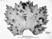 Phyllerium vitaceum image